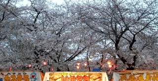 sakura-last-heisei.jpg